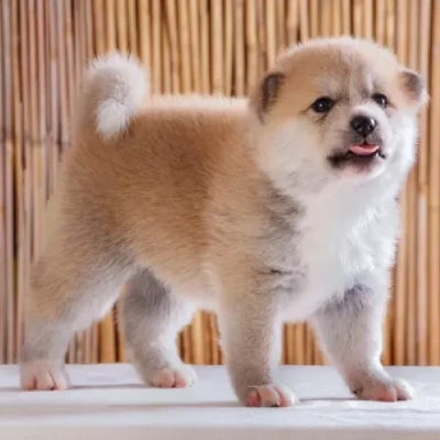 Akita Price in Bangalore | Akita Puppies for sale in Bangalore