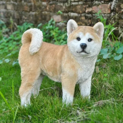 Akita Price in Bangalore | Akita Puppies for sale in Bangalore