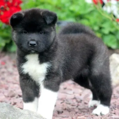 Akita Price in Bangalore | Akita Puppies for sale in Bangalore