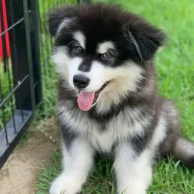 Alaskan Malamute Price in Visakhapatnam | Alaskan Malamute Puppies for sale in Visakhapatnam