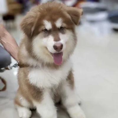 Alaskan Malamute Price in Visakhapatnam | Alaskan Malamute Puppies for sale in Visakhapatnam