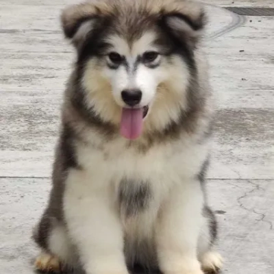 Alaskan Malamute Price in Visakhapatnam | Alaskan Malamute Puppies for sale in Visakhapatnam