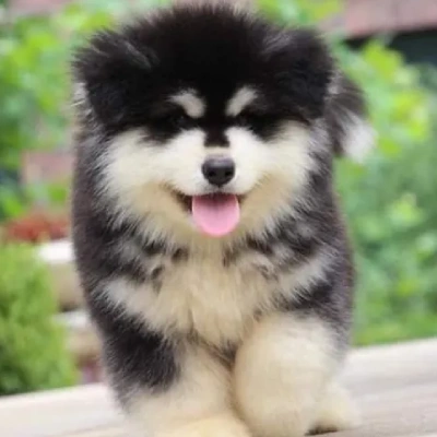 Alaskan Malamute Price in Visakhapatnam | Alaskan Malamute Puppies for sale in Visakhapatnam