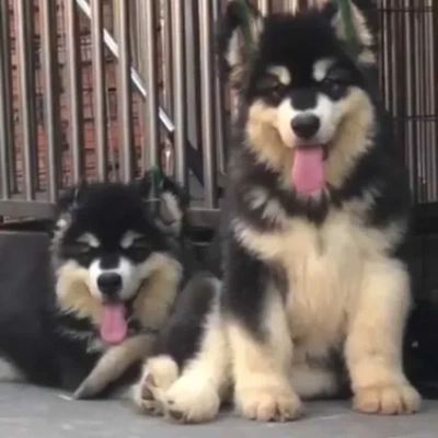 Alaskan Malamute Price in Visakhapatnam | Alaskan Malamute Puppies for sale in Visakhapatnam