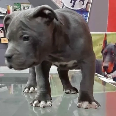 American Bully Price in Nashik | American Bully Puppies for sale in Nashik