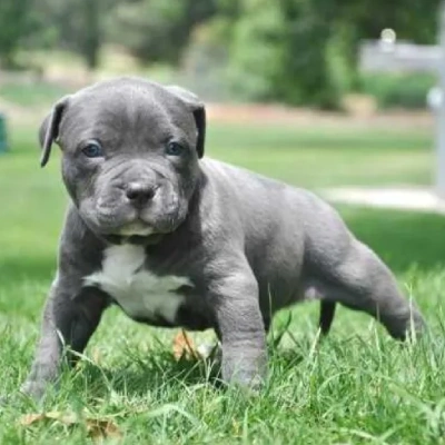 American Bully Price in Nashik | American Bully Puppies for sale in Nashik