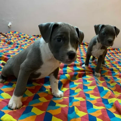 American Bully Price in Surat | American Bully Puppies for sale in Surat