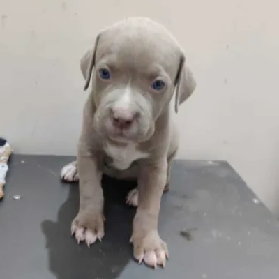 American Bully Price in Nashik | American Bully Puppies for sale in Nashik