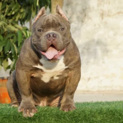 American Bully Price in Surat | American Bully Puppies for sale in Surat