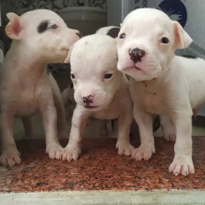 American Bully Price in Nashik | American Bully Puppies for sale in Nashik