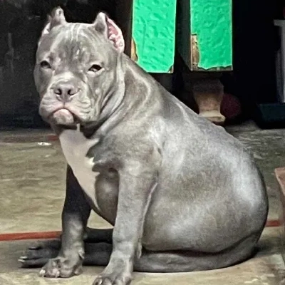 American Bully Price in Nashik | American Bully Puppies for sale in Nashik