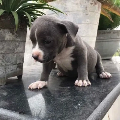 American Bully Price in Nashik | American Bully Puppies for sale in Nashik