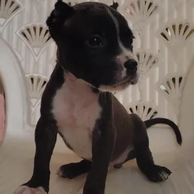 American Bully Price in Nashik | American Bully Puppies for sale in Nashik