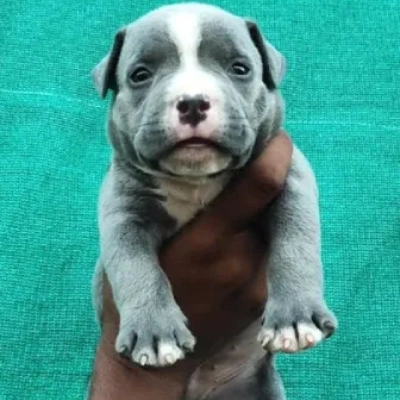 American Bully Price in Nashik | American Bully Puppies for sale in Nashik