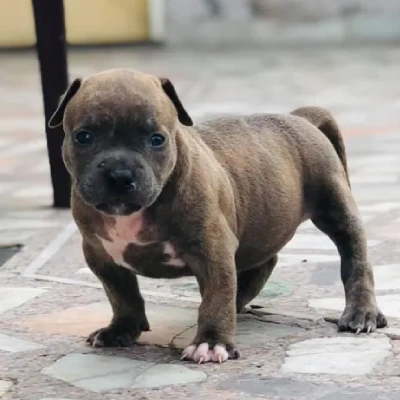 American Bully Price in Nashik | American Bully Puppies for sale in Nashik