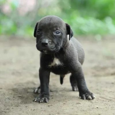 American Bully Price in Nashik | American Bully Puppies for sale in Nashik