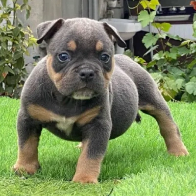 American Bully Price in Nashik | American Bully Puppies for sale in Nashik