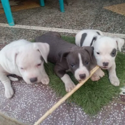 American Bully Price in Nashik | American Bully Puppies for sale in Nashik