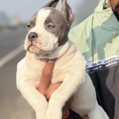 American Bully Price in Surat | American Bully Puppies for sale in Surat