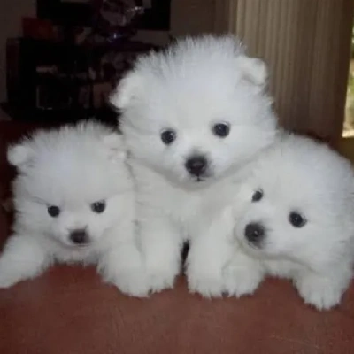 American Eskimo Price in Nashik | American Eskimo Puppies for sale in Nashik