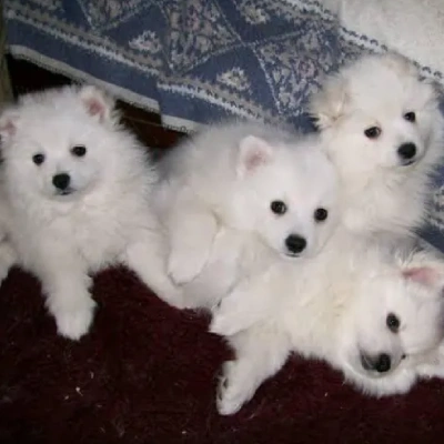 American Eskimo Price in Surat | American Eskimo Puppies for sale in Surat