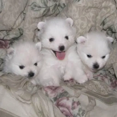 American Eskimo Price in Nashik | American Eskimo Puppies for sale in Nashik