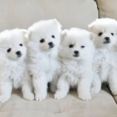 American Eskimo Price in Surat | American Eskimo Puppies for sale in Surat