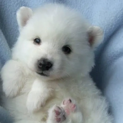 American Eskimo Price in Surat | American Eskimo Puppies for sale in Surat