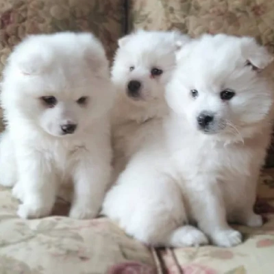 American Eskimo Price in Surat | American Eskimo Puppies for sale in Surat