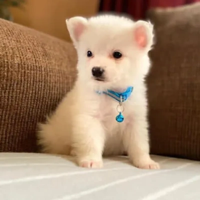 American Eskimo Price in Surat | American Eskimo Puppies for sale in Surat