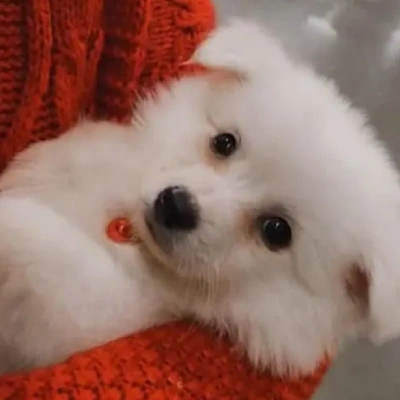 American Eskimo Price in Nashik | American Eskimo Puppies for sale in Nashik