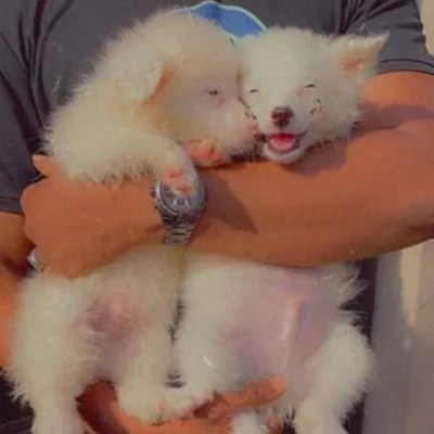 American Eskimo Price in Nashik | American Eskimo Puppies for sale in Nashik