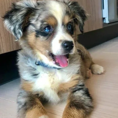 Australian Shepherd Price in Surat | Australian Shepherd Puppies for sale in Surat