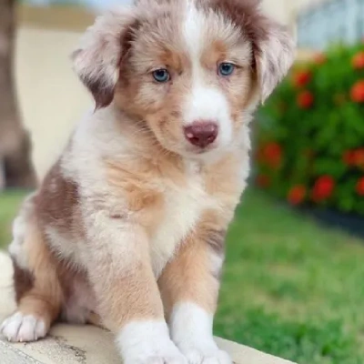 Australian Shepherd Price in Visakhapatnam | Australian Shepherd Puppies for sale in Visakhapatnam