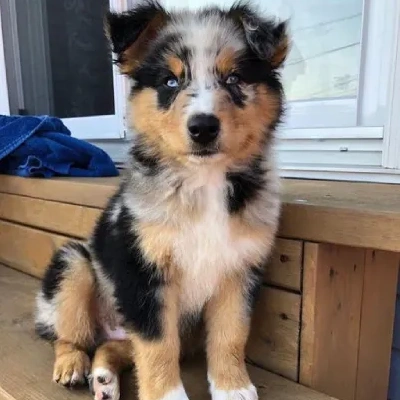 Australian Shepherd Price in Surat | Australian Shepherd Puppies for sale in Surat