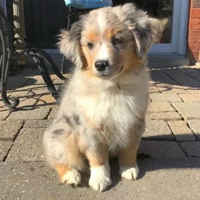 Australian Shepherd Price in Surat | Australian Shepherd Puppies for sale in Surat