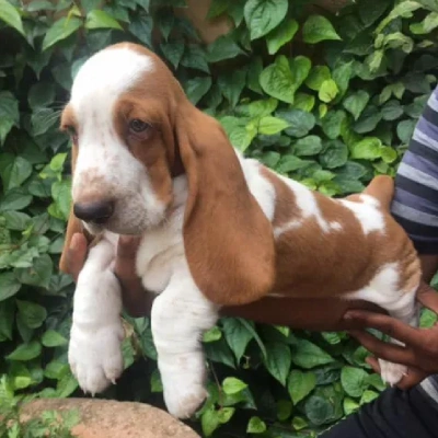 Basset Hound Price in Visakhapatnam | Basset Hound Puppies for sale in Visakhapatnam