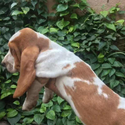 Basset Hound Price in Visakhapatnam | Basset Hound Puppies for sale in Visakhapatnam