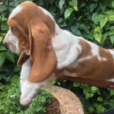 Basset Hound Price in Visakhapatnam | Basset Hound Puppies for sale in Visakhapatnam