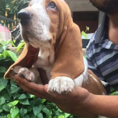 Basset Hound Price in Visakhapatnam | Basset Hound Puppies for sale in Visakhapatnam