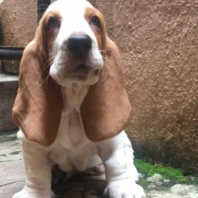 Basset Hound Price in Visakhapatnam | Basset Hound Puppies for sale in Visakhapatnam