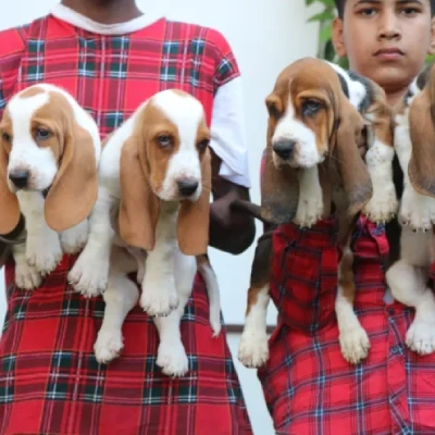 Basset Hound Price in Visakhapatnam | Basset Hound Puppies for sale in Visakhapatnam