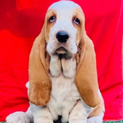 Basset Hound Price in Visakhapatnam | Basset Hound Puppies for sale in Visakhapatnam