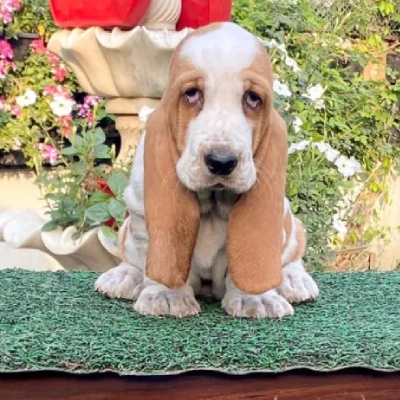 Basset Hound Price in Visakhapatnam | Basset Hound Puppies for sale in Visakhapatnam