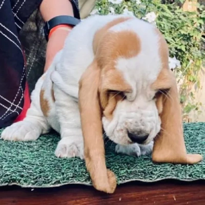 Basset Hound Price in Visakhapatnam | Basset Hound Puppies for sale in Visakhapatnam