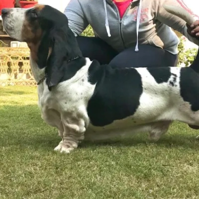 Basset Hound Price in Visakhapatnam | Basset Hound Puppies for sale in Visakhapatnam