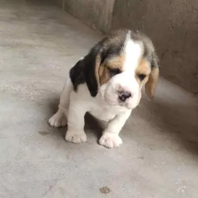 Beagle Price in Nashik | Beagle Puppies for sale in Nashik