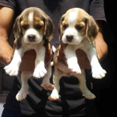 Beagle Price in Nashik | Beagle Puppies for sale in Nashik