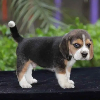 Beagle Price in Nashik | Beagle Puppies for sale in Nashik