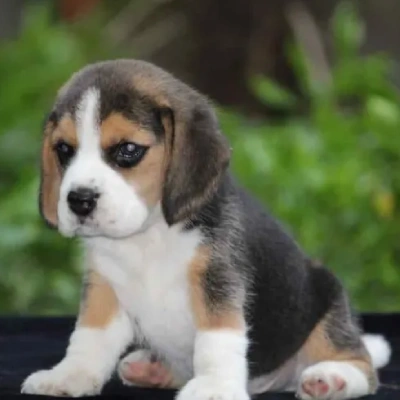 Beagle Price in Hyderabad | Beagle Puppies for sale in Hyderabad